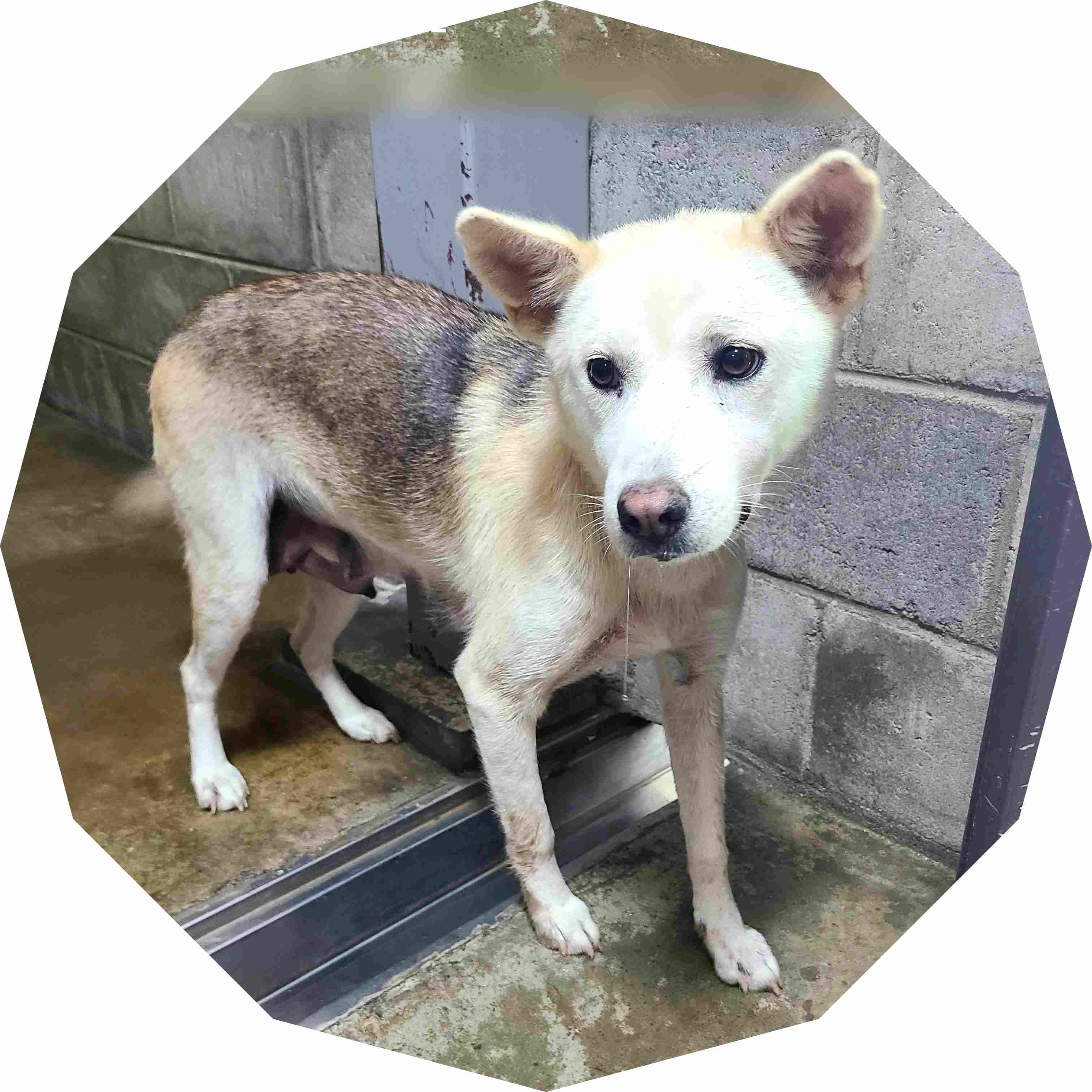 군산유기동물보호센터_445467202402195